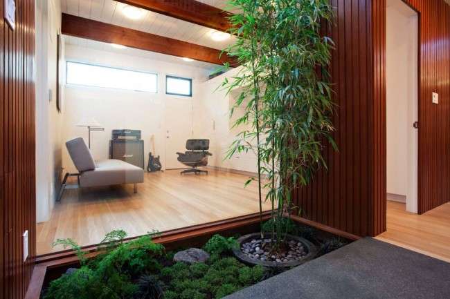 Кімнатна рослина бамбук (фото 48): догляд та розмноження