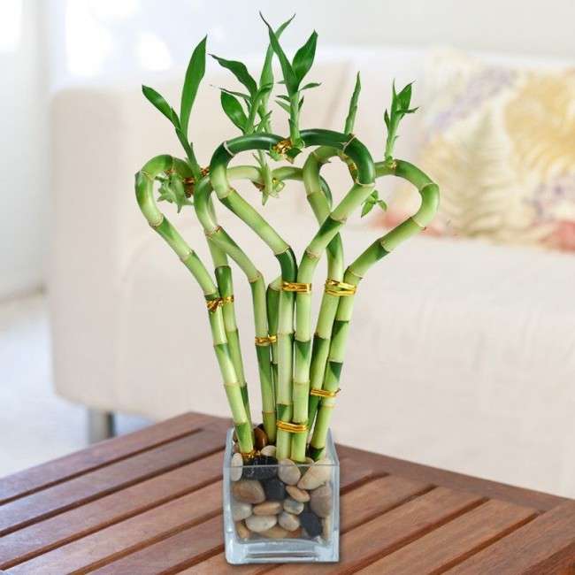 Кімнатна рослина бамбук (фото 48): догляд та розмноження