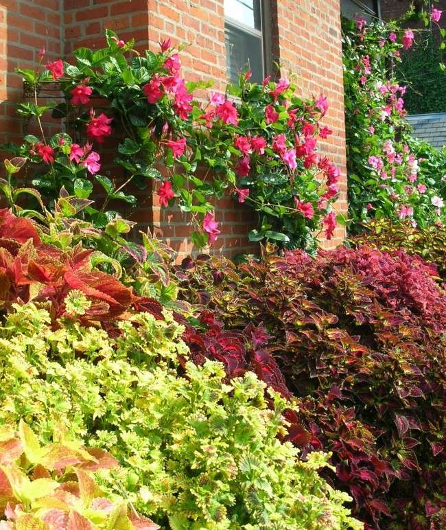 Колеус (54 фото): строкате рослина для прикраси будинку й саду