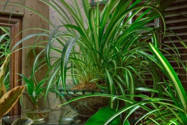 Хлорофітум (55 фото): корисне і строкате кімнатна рослина