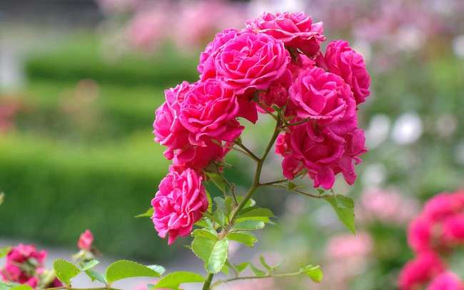 Розкішні кущові троянди: 50 вишуканих садів з королівським ландшафтом (фото)