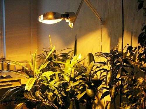 Лампи для рослин: 45 фото типів і поради, як вибрати відповідну