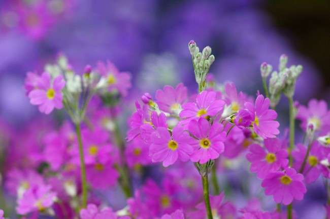 Примула багаторічна, посадка і догляд (60 фото): як виростити квіти небесної краси