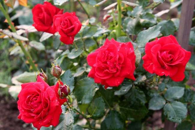 Як доглядати за трояндами восени: посадка, обрізка і підготовка до зими
