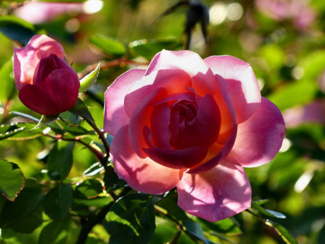 Як доглядати за трояндами восени: посадка, обрізка і підготовка до зими