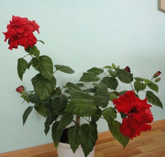 Кімнатна троянда: догляд за примхливою красунею