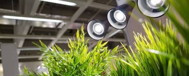 Лампи для рослин: 45 фото типів і поради, як вибрати відповідну