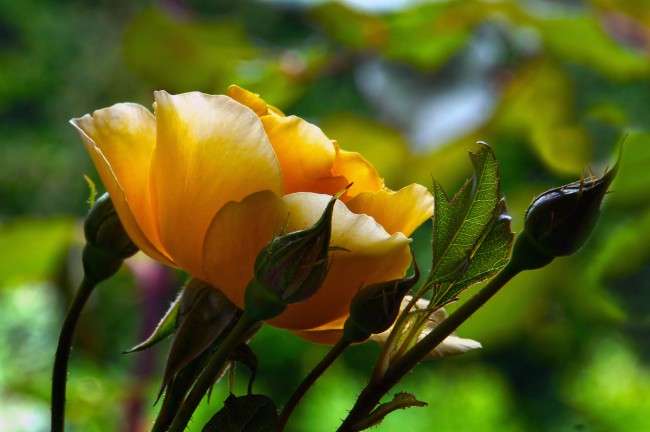 Соцветия Graham Thomas включают от 2 до 9 цветков, в каждом из которых по 35 лепестков. Продолжительность цветения одного цветка - до 1 недели, соцветия — 8-10 дней. Характерный сильный аромат чайных роз. Цветение - непрерывное. Сорт имеет высокую устойчивость к заболеваниям и морозостоек
