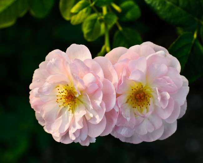 Англійська троянда (55 фото): нова старовинна аристократка