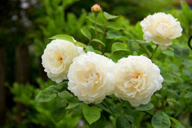 Англійська троянда (55 фото): нова старовинна аристократка
