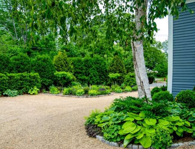 Хоста в ландшафтному дизайні: особливості догляду і 80 гармонійних композицій для саду