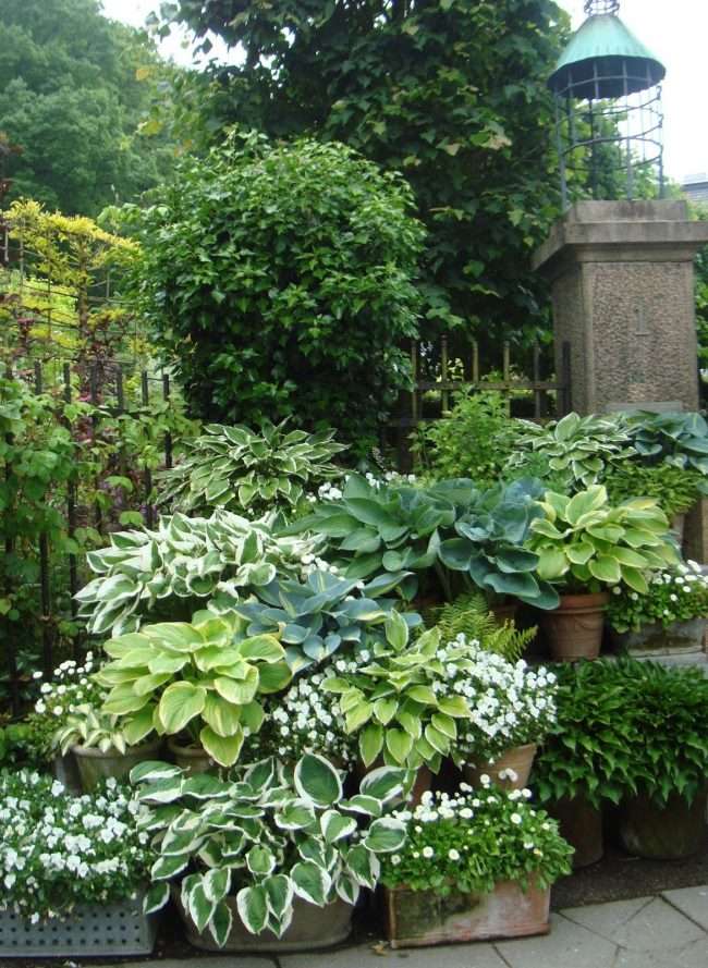Хоста в ландшафтному дизайні: особливості догляду і 80 гармонійних композицій для саду