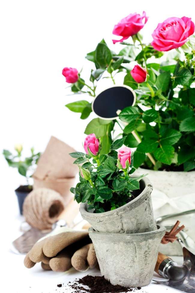 Як виростити троянду будинку: всі секрети від досвідчених квітникарів