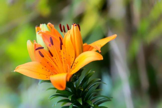 Які квіти не можна тримати вдома: 60 фото красивих, але небезпечних рослин, народні прикмети та наукові обґрунтування