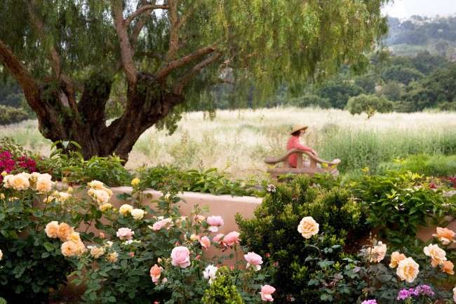 Розкішні кущові троянди: 50 вишуканих садів з королівським ландшафтом (фото)