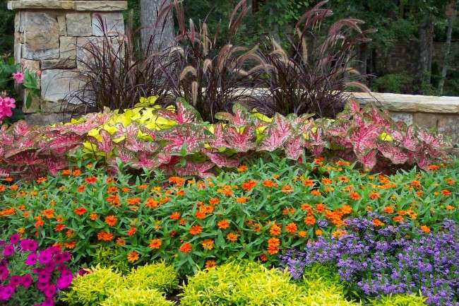 Багаторічні рослини (70 фото): Всі кращі сорти та ідеї для розкішного саду