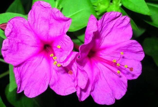 Нічний квітка мірабіліс: все, що потрібно знати про сорти, садінні та догляді