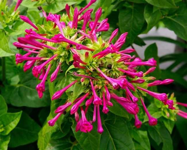 Нічний квітка мірабіліс: все, що потрібно знати про сорти, садінні та догляді