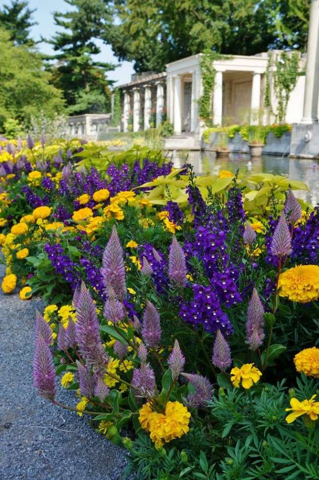 Осінні квіти в саду (65 фото з назвами): як перетворити ваш сад в райський куточок