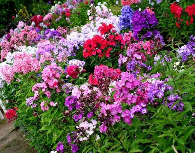 Осінні квіти в саду (65 фото з назвами): як перетворити ваш сад в райський куточок