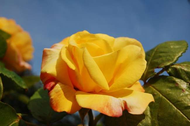 Паркові троянди (50 фото): аристократизм і ностальгічна вишуканість вашого саду