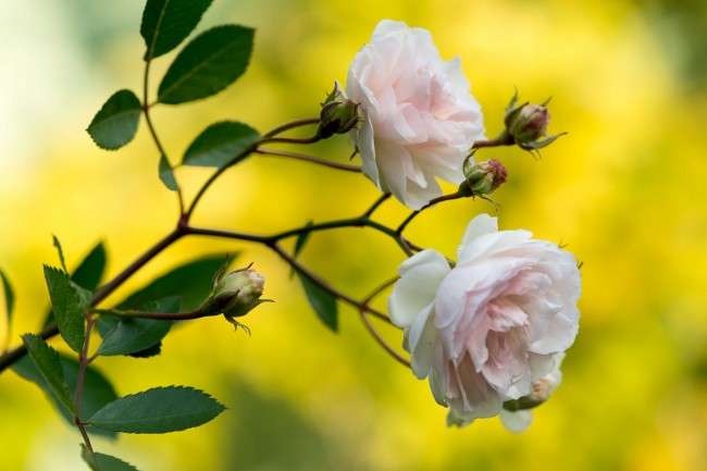 Паркові троянди (50 фото): аристократизм і ностальгічна вишуканість вашого саду
