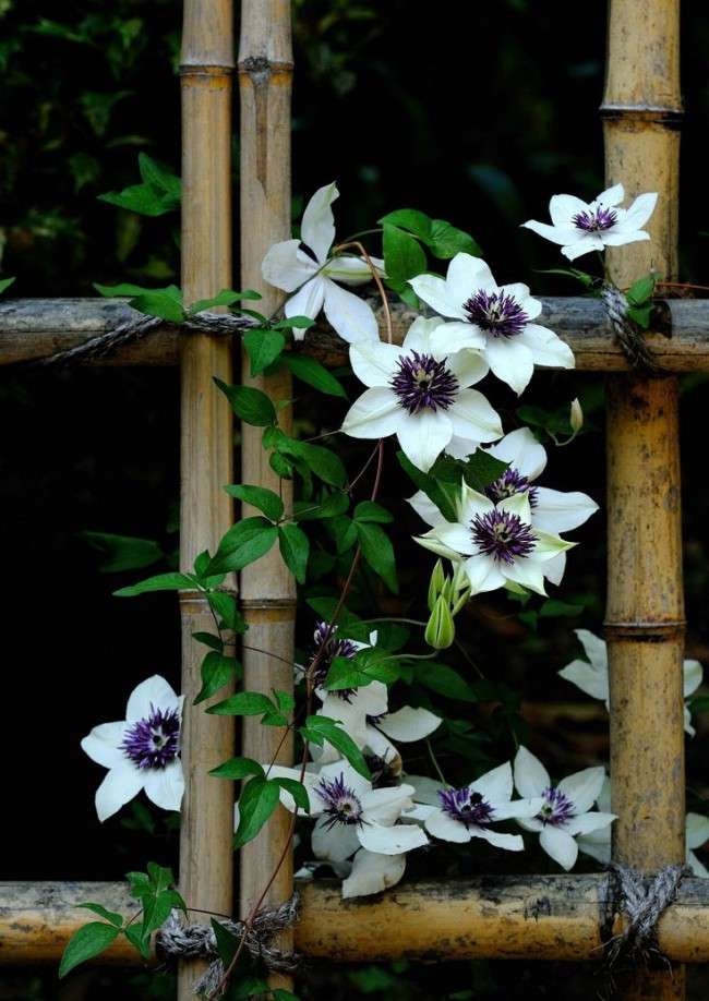 Красивий паркан : родзинка для вашої садиби, 65 фото ідей