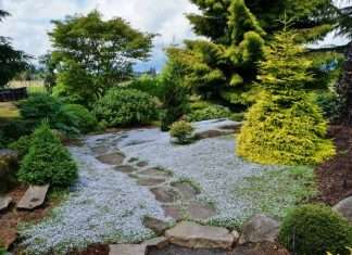 65 ідей використання їли в ландшафтному дизайні: правила посадки та догляду