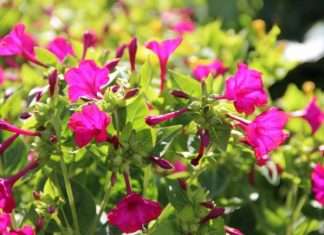 Нічний квітка мірабіліс: все, що потрібно знати про сорти, садінні та догляді