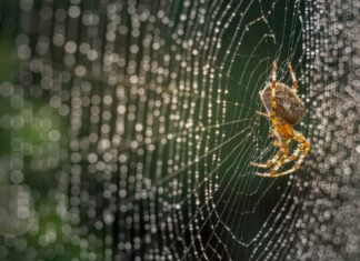 Фахівці з боротьби зі шкідниками рекомендують цей незвичайний трюк з вареним лимоном, щоб цієї осені вигнати павуків з вашого будинку.