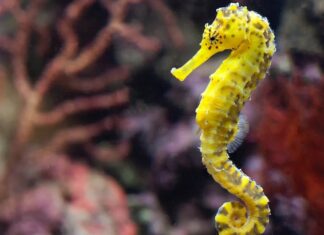 Чи є риба морських коней?