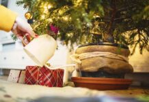 Як зберегти ялинку свіжою в грудні: проста інструкція