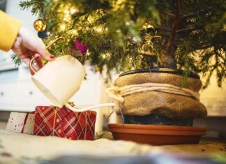 Menjaga Pohon Natal Anda Tetap Segar Sepanjang Desember: Panduan Sederhana