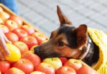 Чи можуть собаки безпечно їсти яблука? Керівництво власника