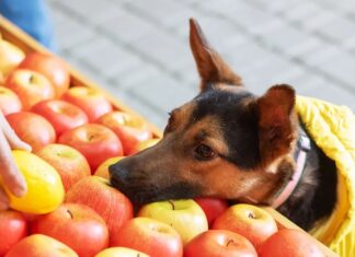 Können Hunde Äpfel bedenkenlos genießen? Ein Leitfaden für Haustierbesitzer