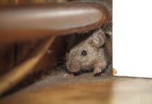 Неожиданное Решение Проблемы Мышей Зимой: Стальная Вата