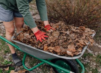 Rescate del jardín de invierno: ¿es demasiado tarde para proteger sus plantas?