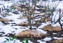 Голки ялинкових гілок: 9 способів покращити свій сад