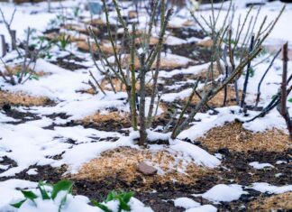 Jehly z větví vánočních stromků: 9 způsobů, jak zlepšit vaši zahradu