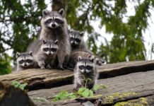 Raccoon Look: напрочуд елегантна назва групи
