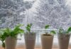 Survie des plantes d’intérieur en hiver : 6 erreurs à éviter