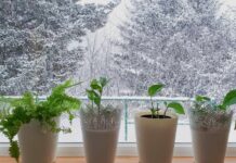 Виживання кімнатних рослин взимку: 6 помилок, яких слід уникати