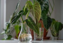 Le cadeau réfléchi et durable : multiplier les plantes à partir de boutures