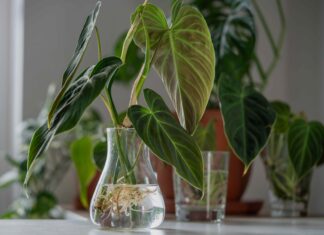 Przemyślany i ekologiczny prezent: rozmnażanie roślin z sadzonek