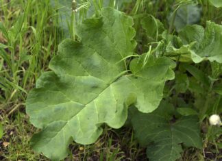 Zimní kontrola plevele: Proč nyní šetří práci v budoucnosti