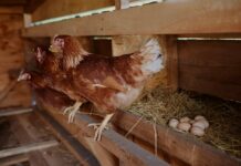 Чи вигідно тримати курей в особистому підсобному господарстві? Експертний аналіз