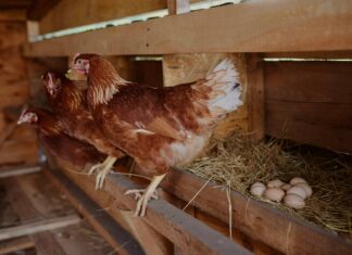Is Backyard Chicken Keeping Actually Cost-Effective? An Expert Analysis