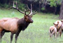 Лось: як назвати стадо цих величних тварин?