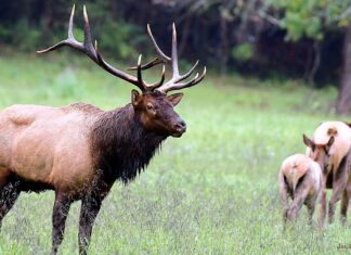 Wapiti : comment appelle-t-on un groupe de ces animaux majestueux ?