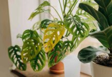 Розшифровка сигналів рослин: коли червоні прапорці – це лише нормальний ріст